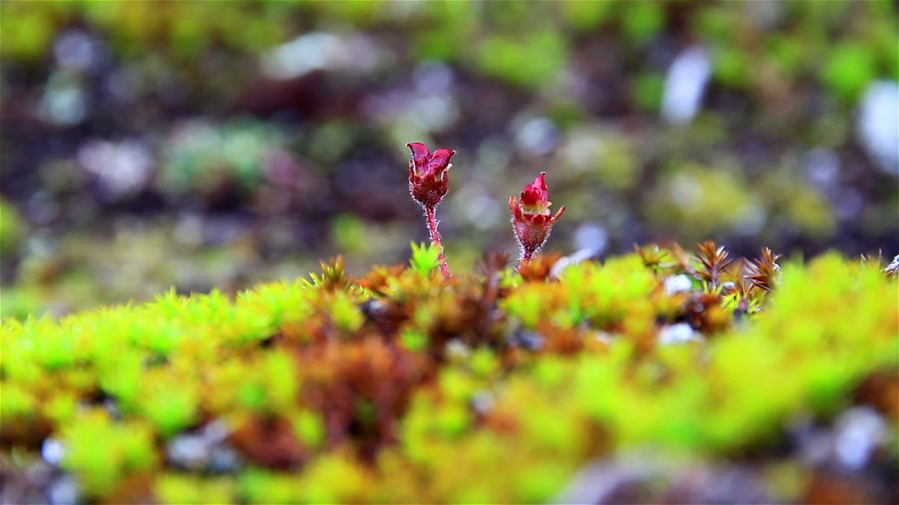 生长在斯瓦尔巴群岛永久冻土上的北极植物视频素材