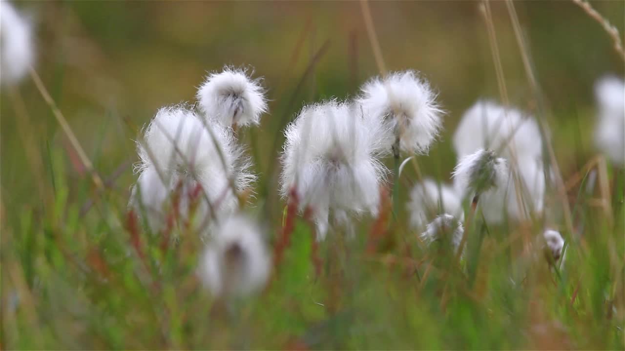 北极之花盛开，近距离，斯瓦尔巴群岛视频素材