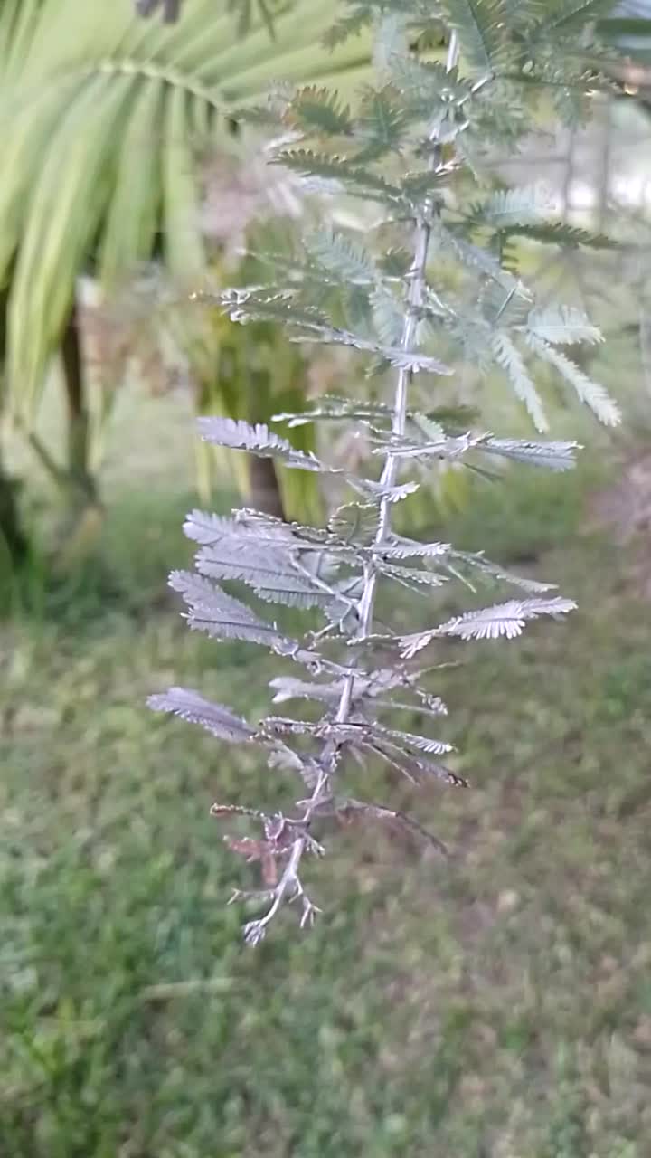 相思叶的细节。它的叶子运动的自然视频视频素材