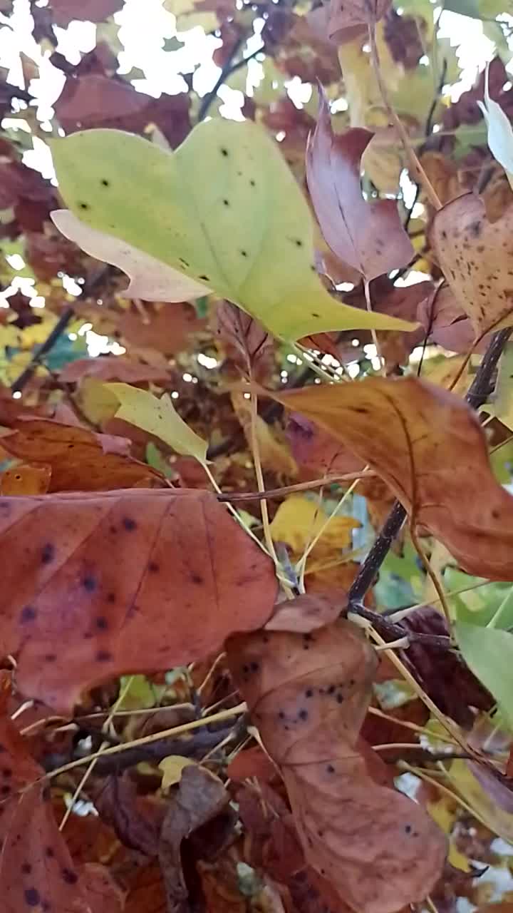 秋天郁金香树的叶子落了。视频素材