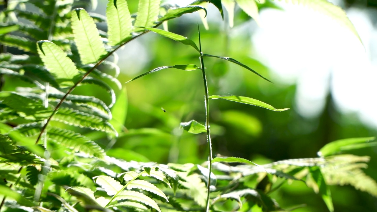 院子里绿草的特写视频下载