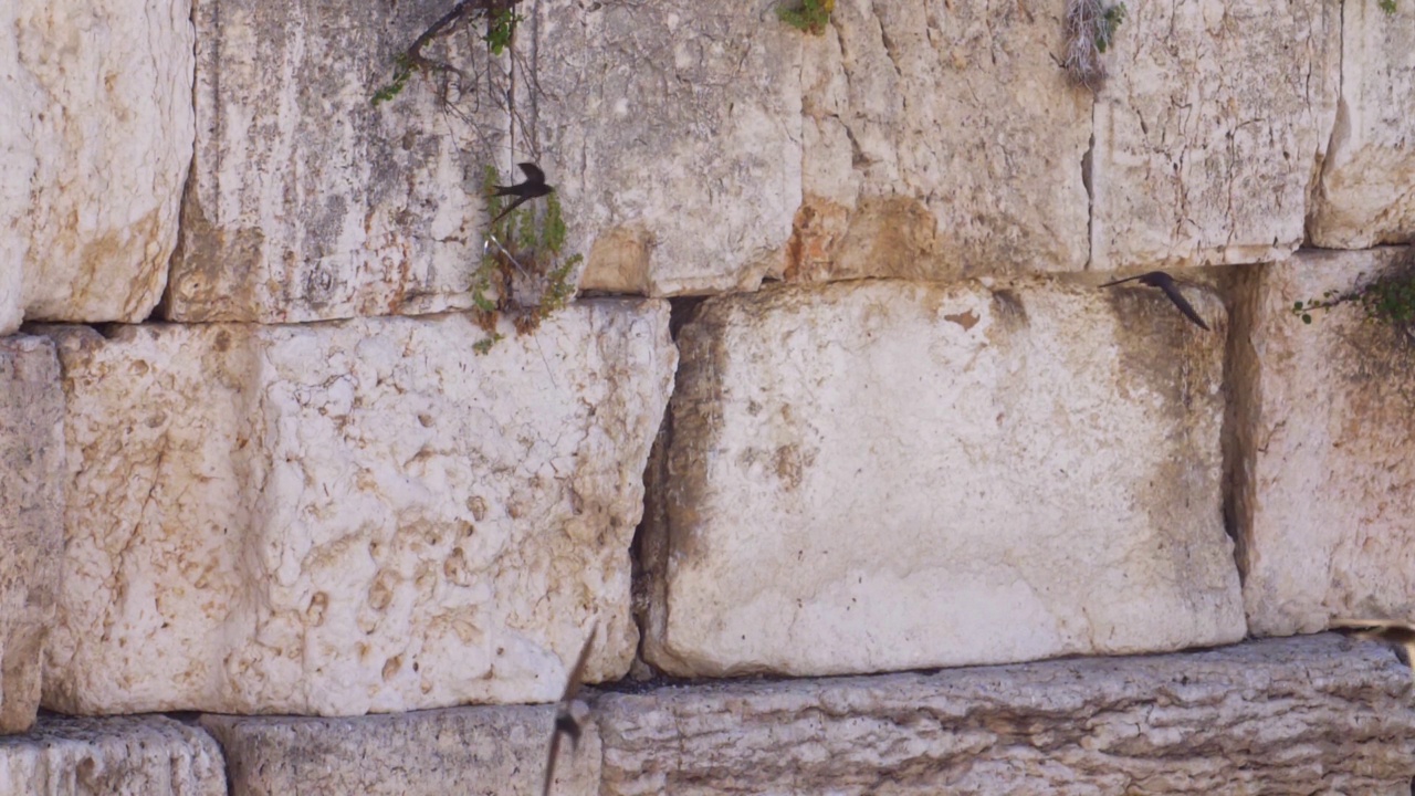 恸哭墙(kotel，西部)与雨燕鸟在慢动作飞行近距离视频素材