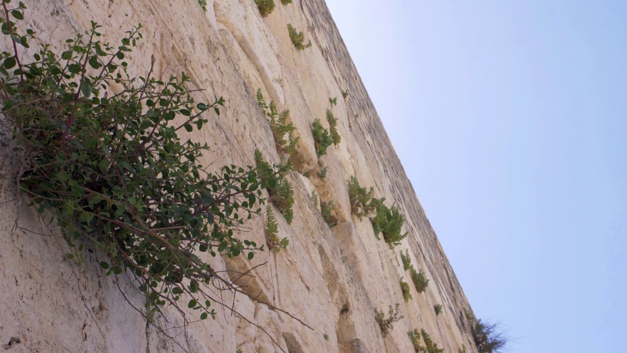 恸哭墙(kotel，西部)与雨燕鸟在慢动作飞行近距离视频素材