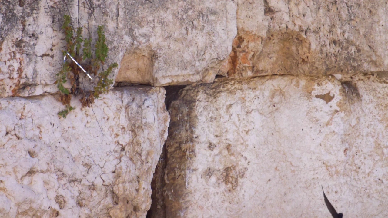 恸哭墙(kotel，西部)与雨燕鸟在慢动作飞行近距离视频素材