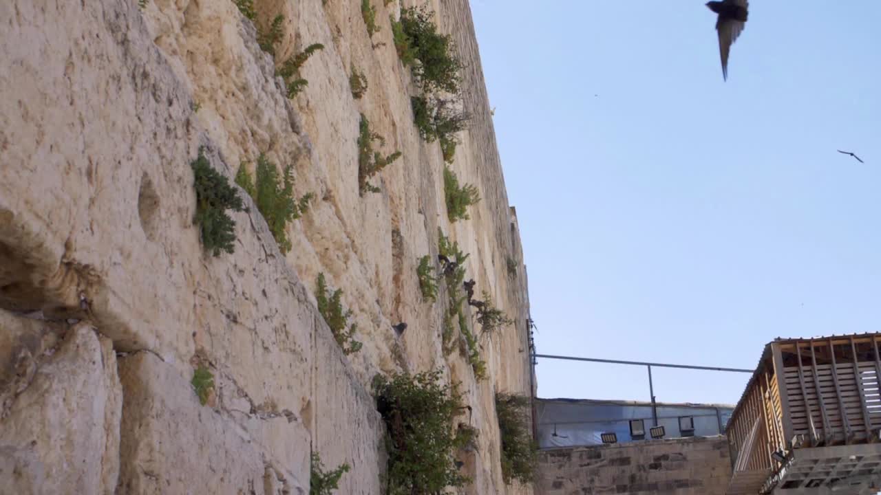 恸哭墙(kotel，西部)与雨燕鸟在慢动作飞行视频素材