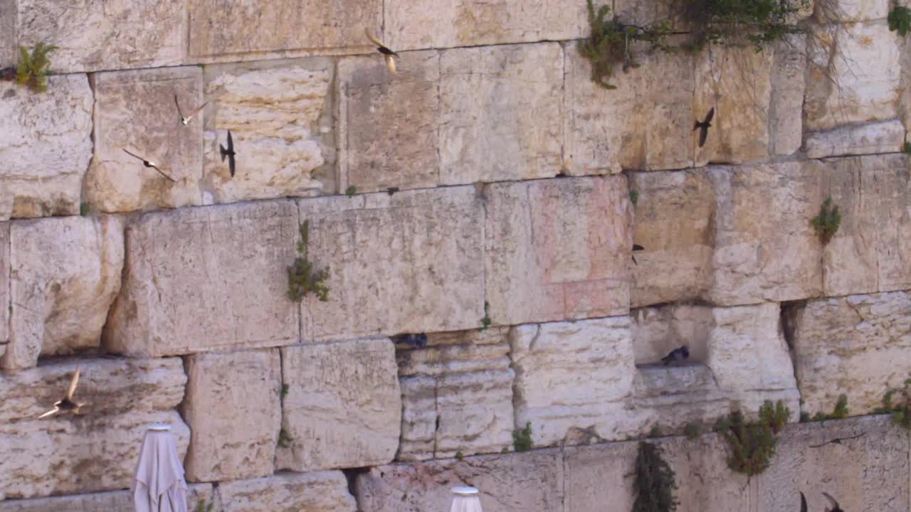 恸哭墙(kotel，西部)与雨燕鸟在慢动作飞行视频素材