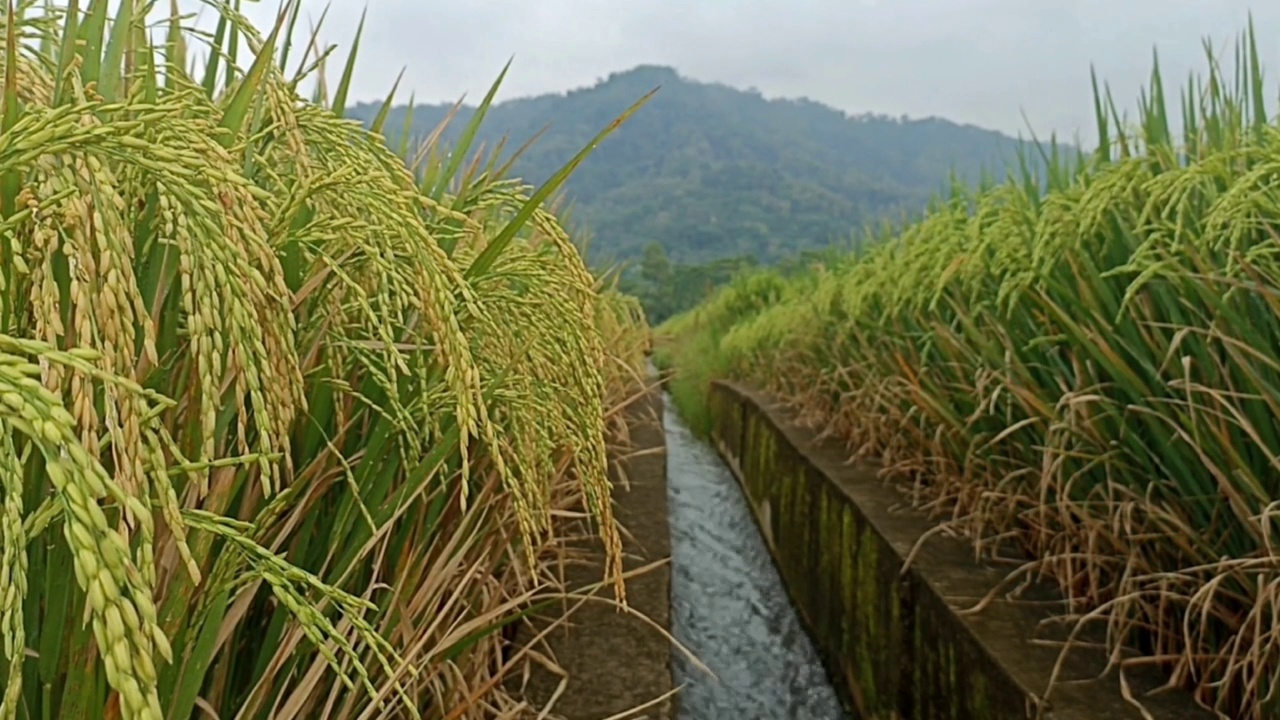 稻田与灌溉渠和山脉背景视频素材