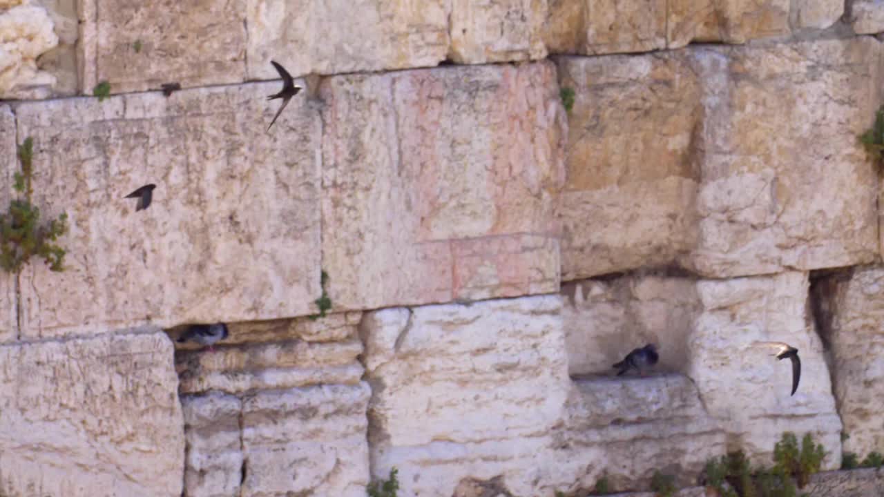 恸哭墙(kotel，西部)与雨燕鸟在慢动作飞行视频素材