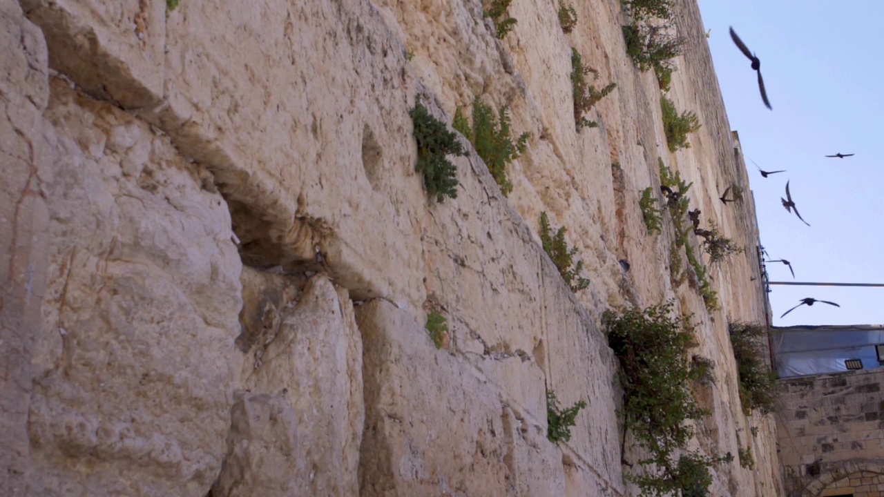 恸哭墙(kotel，西部)与雨燕鸟在慢动作飞行视频素材