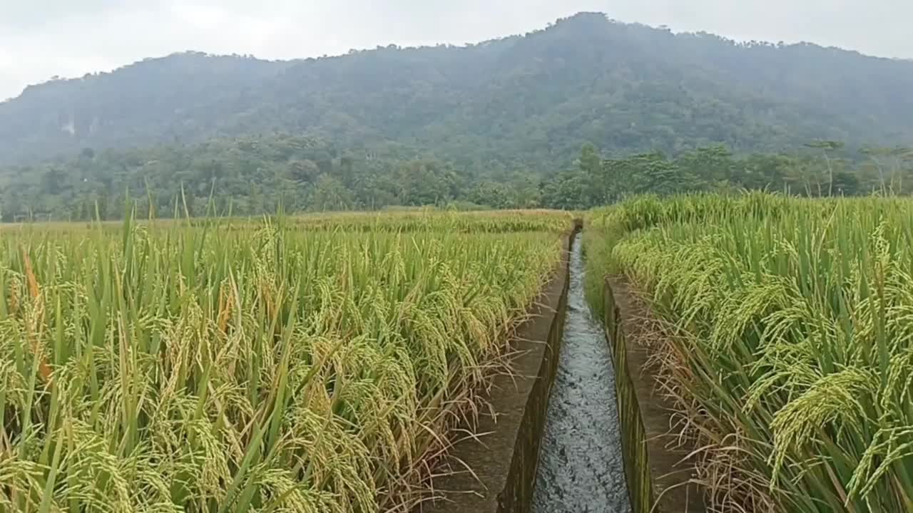 稻田与灌溉渠和山脉背景视频素材