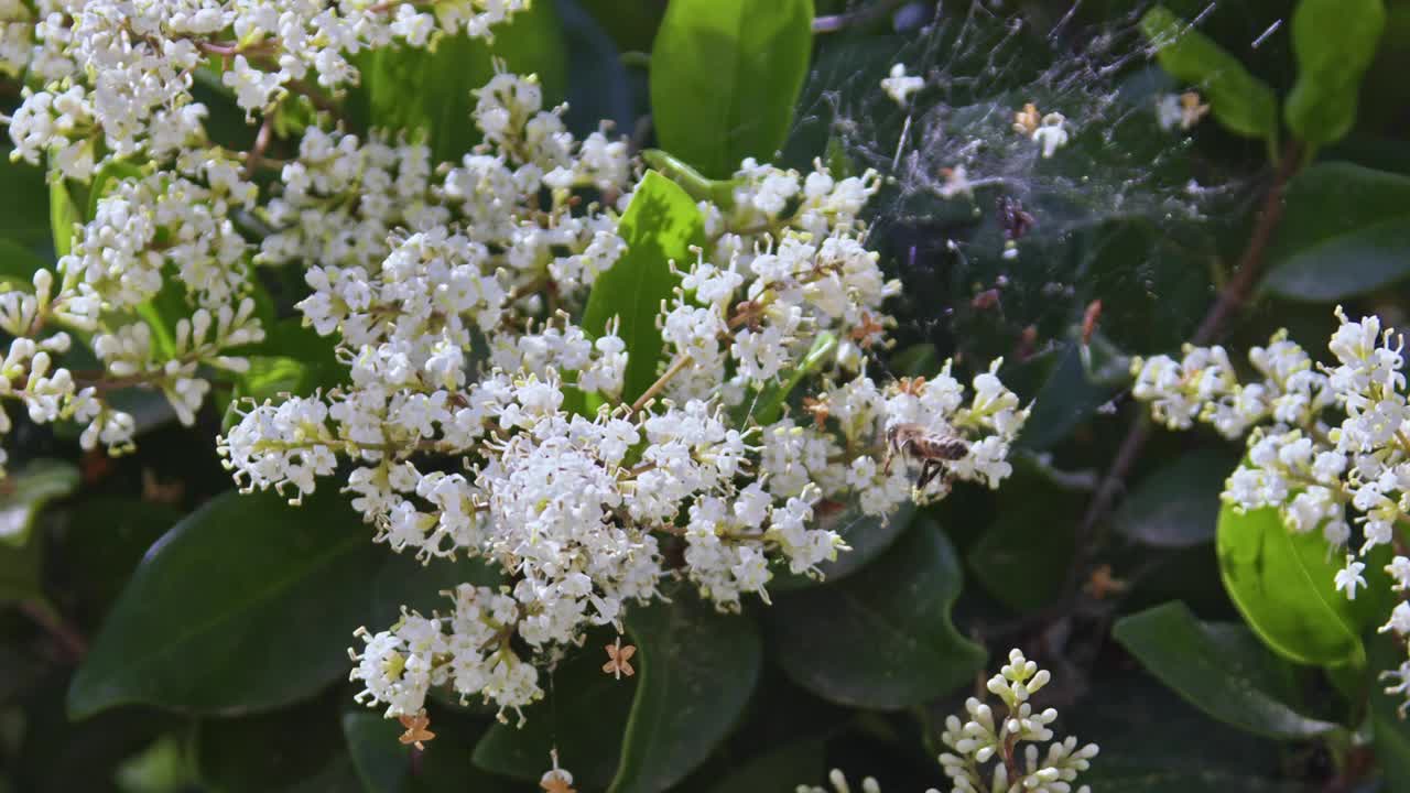 夏天蜜蜂在白花中寻找花粉酿蜜视频素材