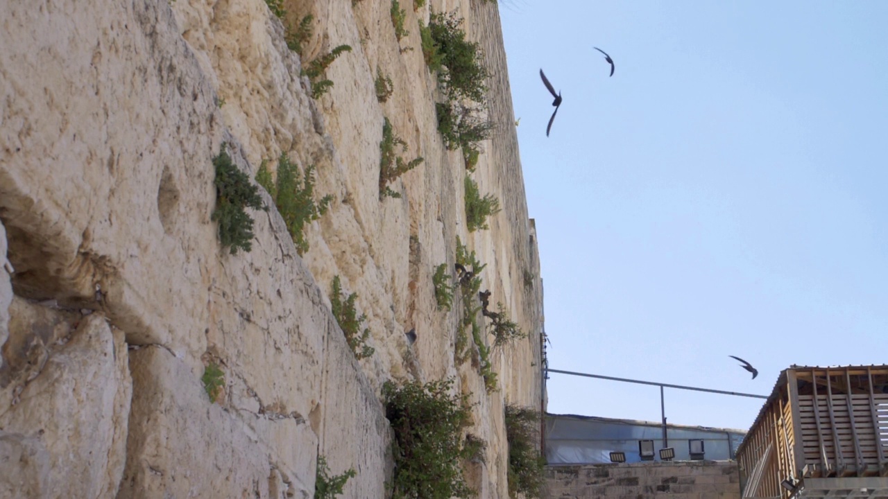 恸哭墙(kotel，西部)与雨燕鸟在慢动作飞行视频素材