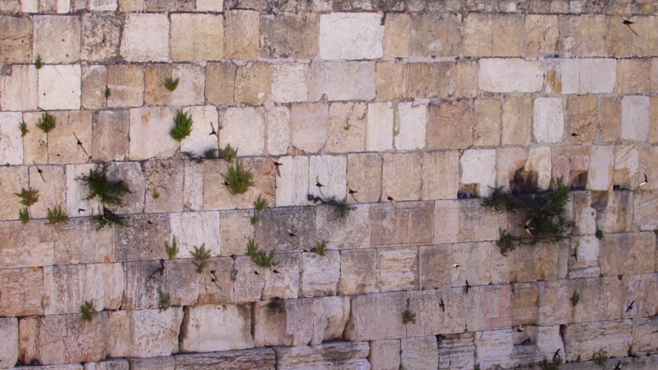 恸哭墙(kotel，西部)与雨燕鸟在慢动作飞行视频素材