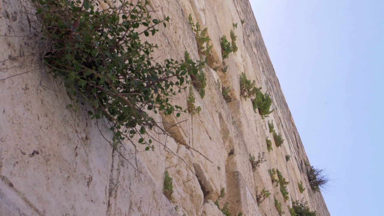 恸哭墙(kotel，西部)与雨燕鸟飞翔视频素材