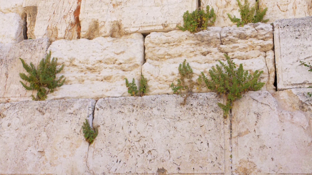 恸哭墙(kotel，西部)与雨燕鸟飞翔视频素材