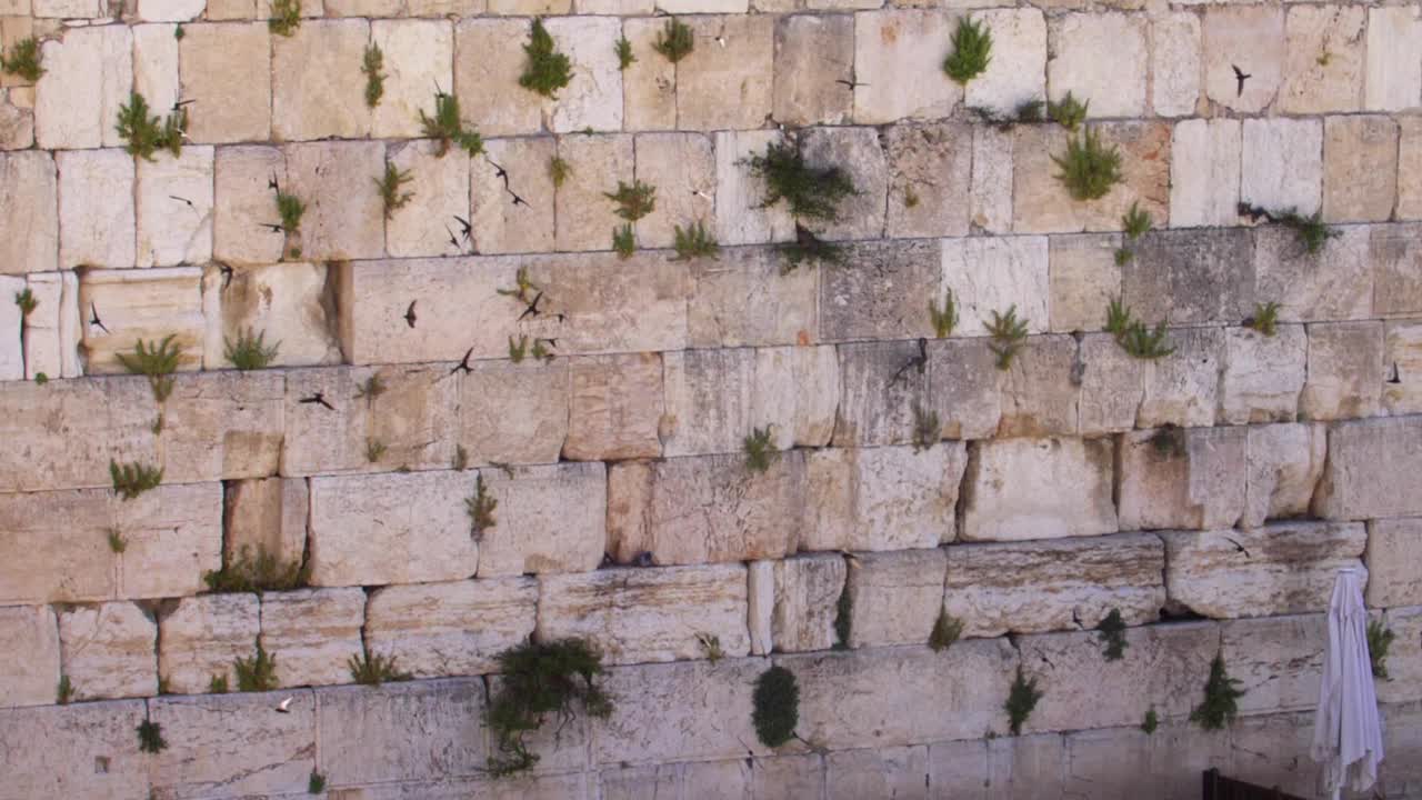 恸哭墙(kotel，西部)与雨燕鸟飞翔视频素材