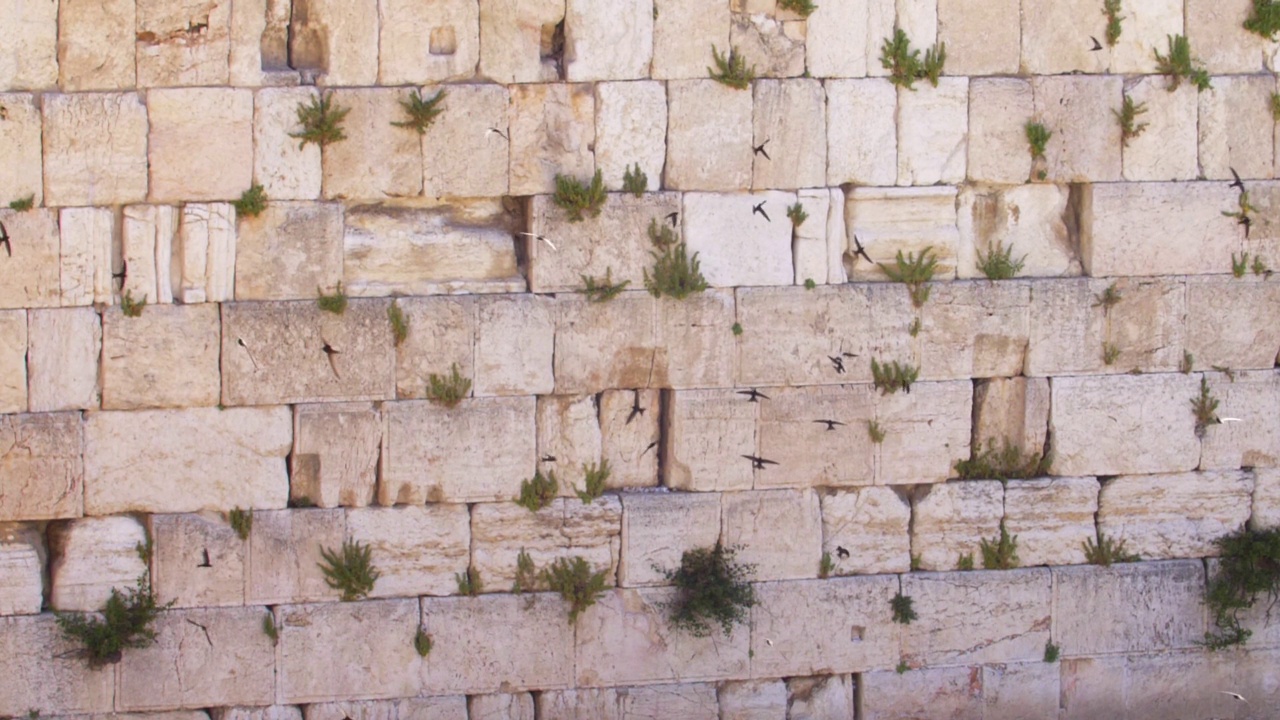 恸哭墙(kotel，西部)与雨燕鸟飞翔视频素材