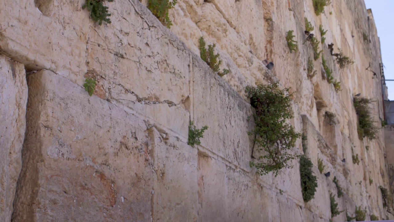 恸哭墙(kotel，西部)与雨燕鸟飞翔视频素材