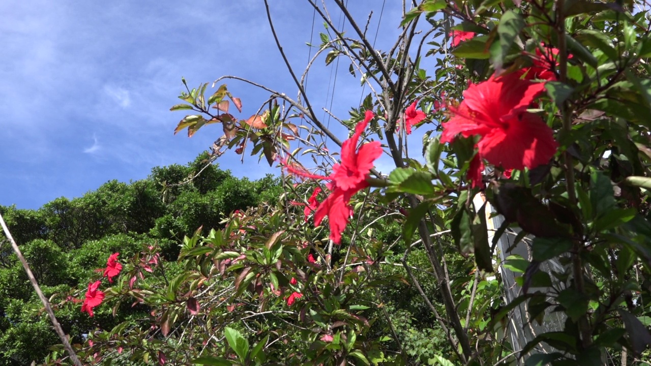 屋久岛-花的风景/鹿儿岛，日本视频素材