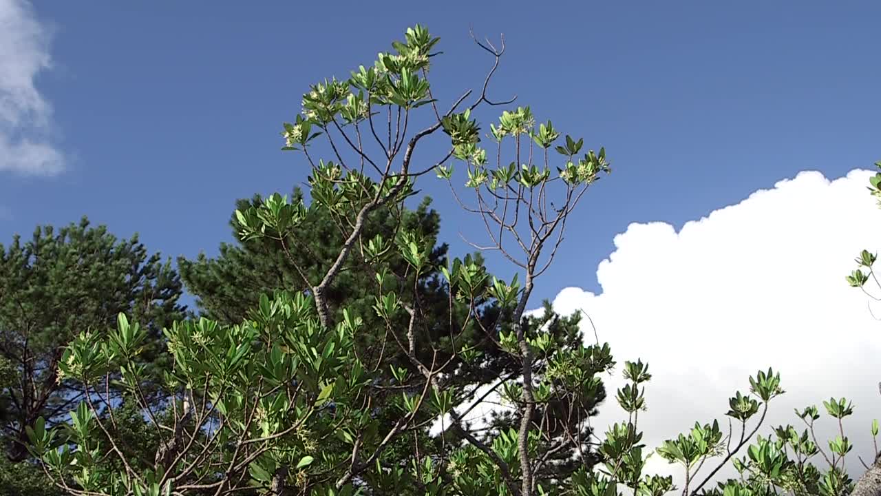 屋久岛-树和云在天空中移动/鹿儿岛，日本视频素材