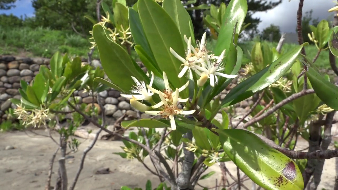 日本鹿儿岛屋久岛的花视频素材