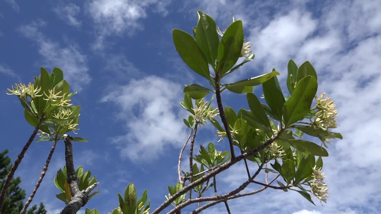 日本鹿儿岛屋久岛的花视频素材