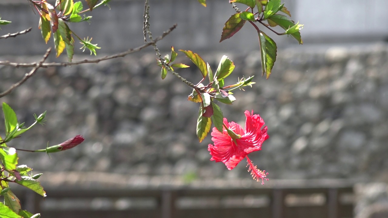 屋久岛-花的风景/鹿儿岛，日本视频素材