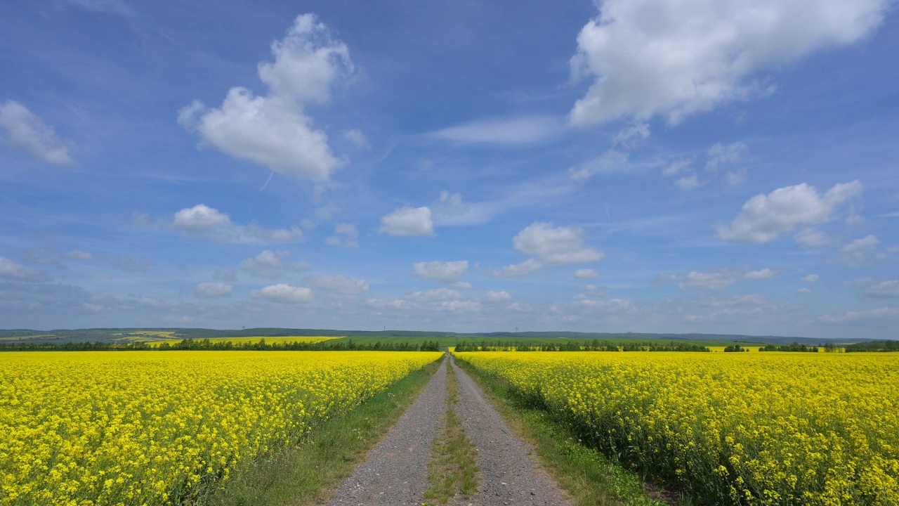 风景中的油菜场，Kyffhäuser, Kyffhäuserland，图林根州，德国视频素材