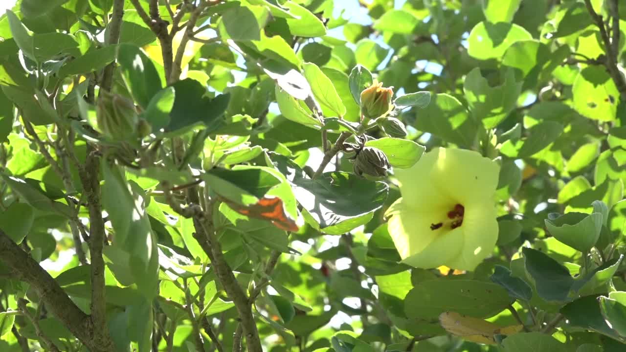 日本鹿儿岛屋久岛的花视频素材