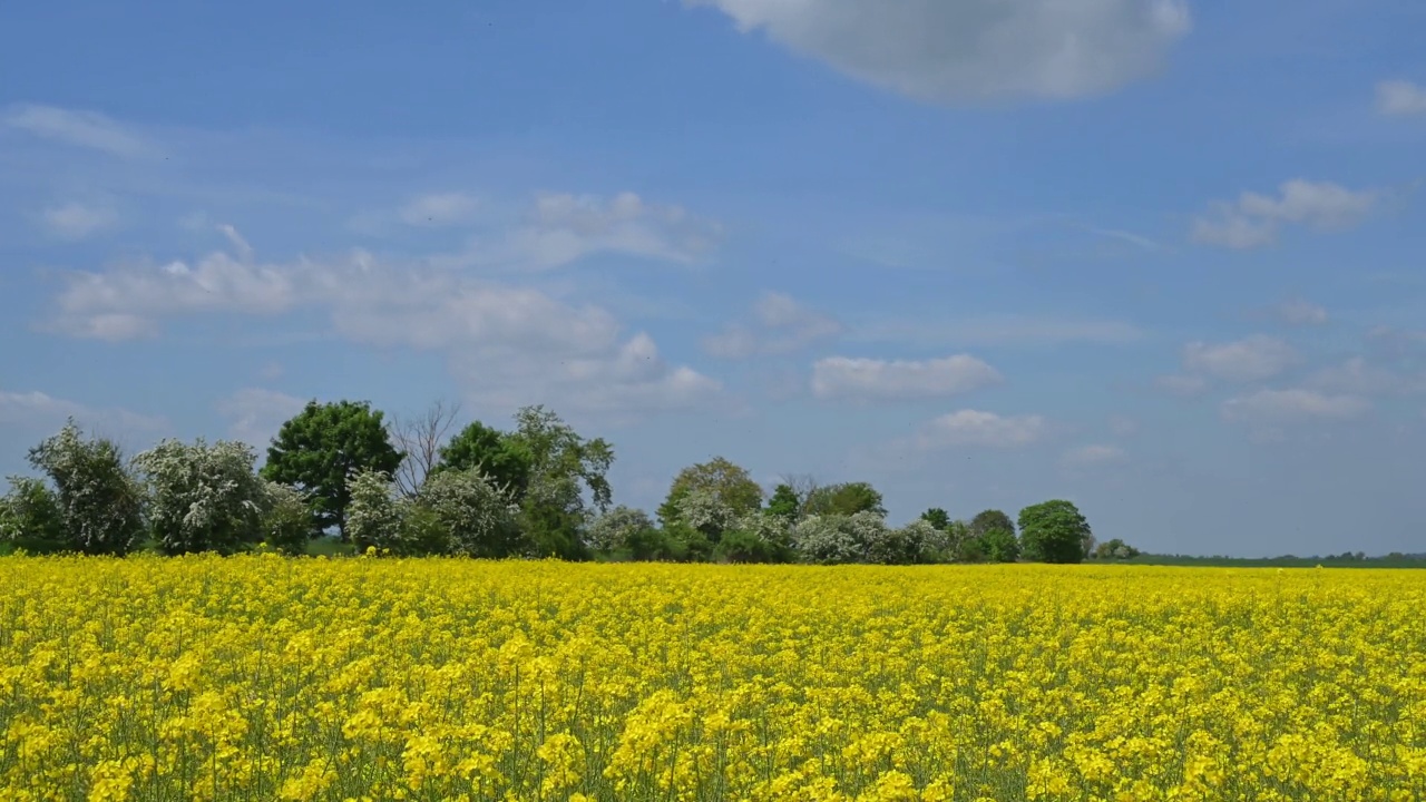 风景中的油菜田，Kyffhäuser, Kyffhäuserland，德国图林根州视频素材