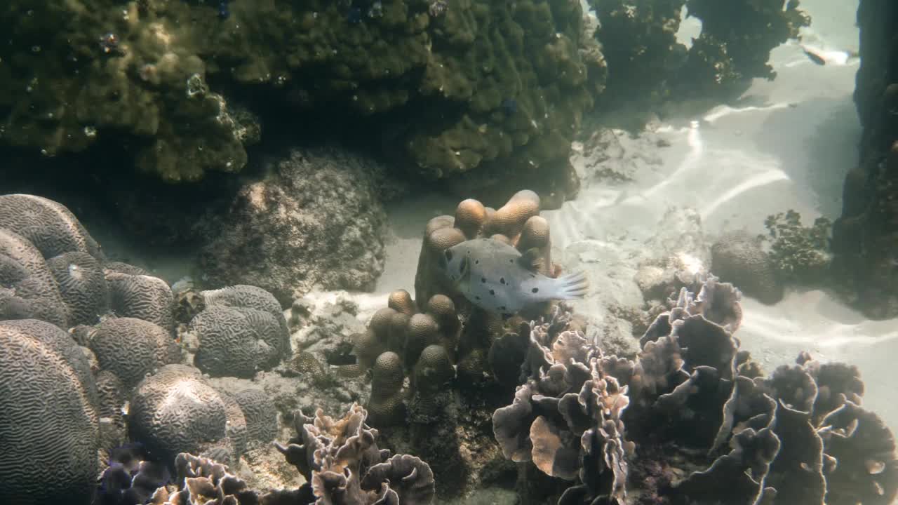 黑斑河豚隐藏在安达曼海珊瑚礁中的水下视频。在岛上浮潜或潜水的热带海鱼。泰国的海洋生物。视频素材