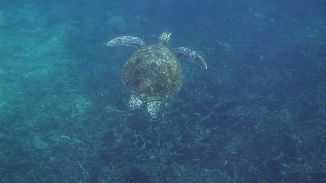 水下视频绿海龟慢慢地游泳在水肺潜水或浮潜热带珊瑚礁。自然界的野生海洋动物和热带海洋生物。视频素材