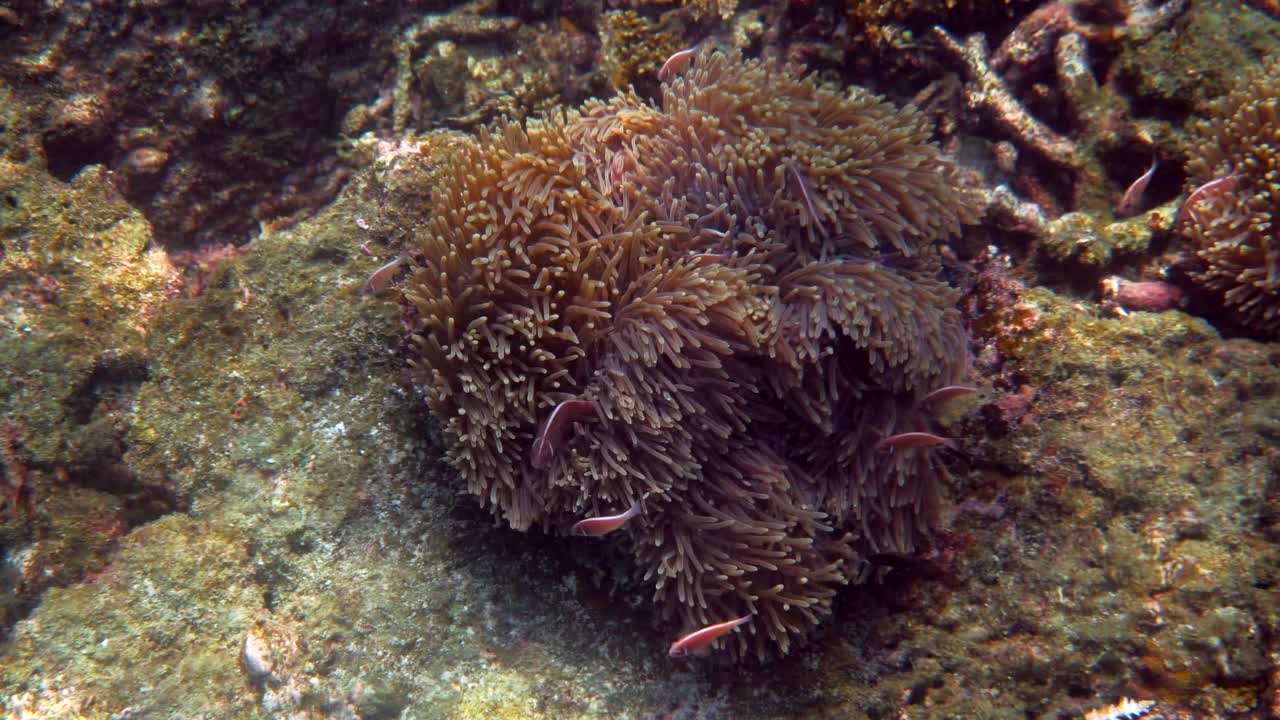 在寄主海葵的触须间游动的角鳍鱼或海葵鱼视频素材