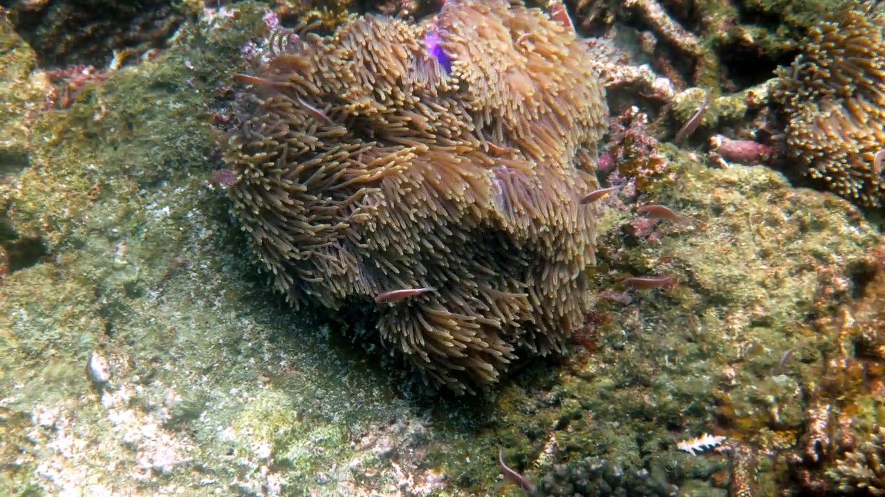 在寄主海葵的触须间游动的角鳍鱼或海葵鱼视频素材