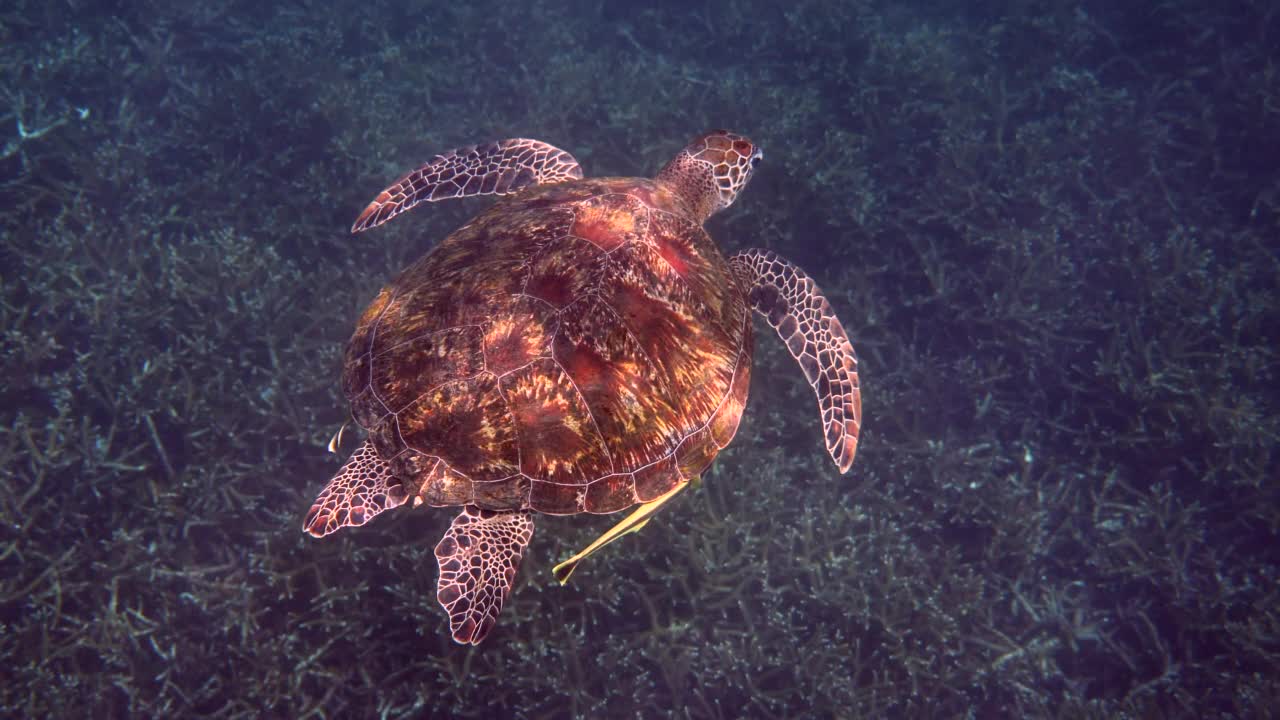 水下视频绿海龟在阳光下慢慢地游泳在水肺潜水或浮潜热带珊瑚礁。自然界的野生海洋动物和热带海洋生物视频素材