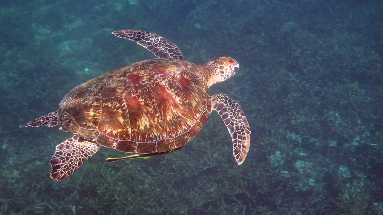 水下视频美丽的绿色海龟慢慢地游泳在水肺潜水或浮潜热带珊瑚礁。自然界的野生海洋动物和海洋生物。生态系统和生物多样性。视频素材