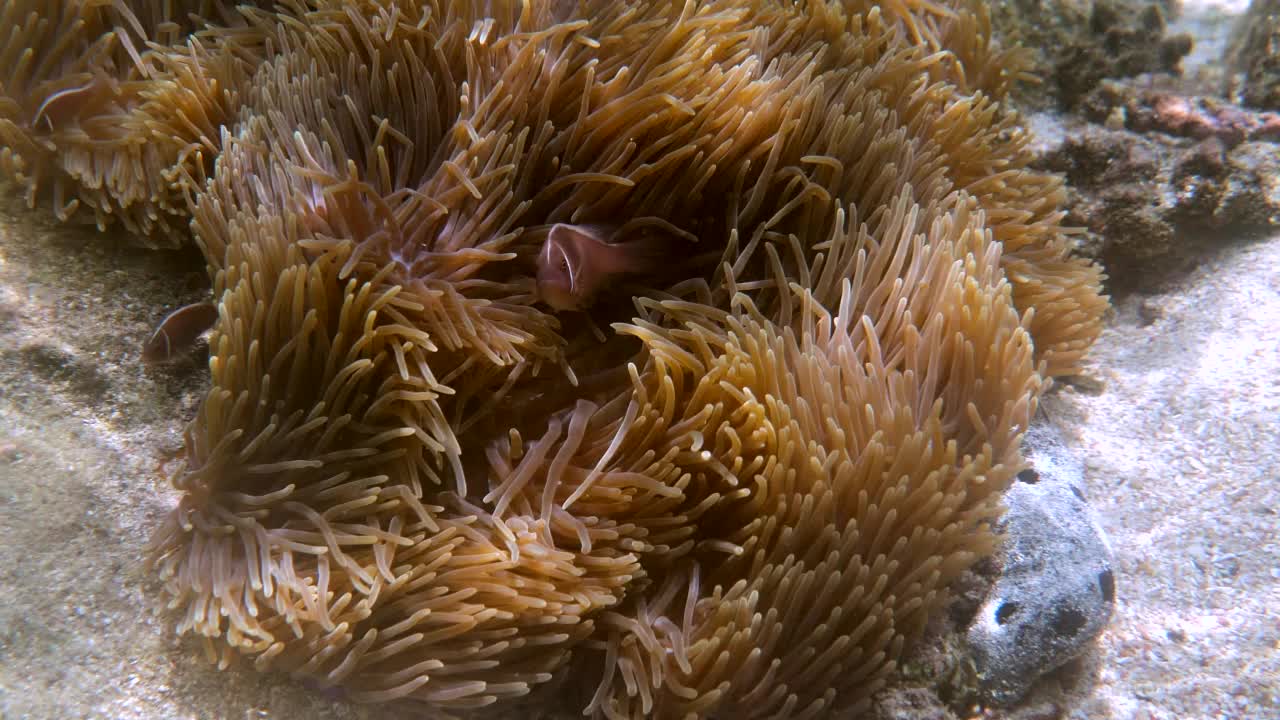 在寄主海葵的触须间游动的角鳍鱼或海葵鱼视频素材