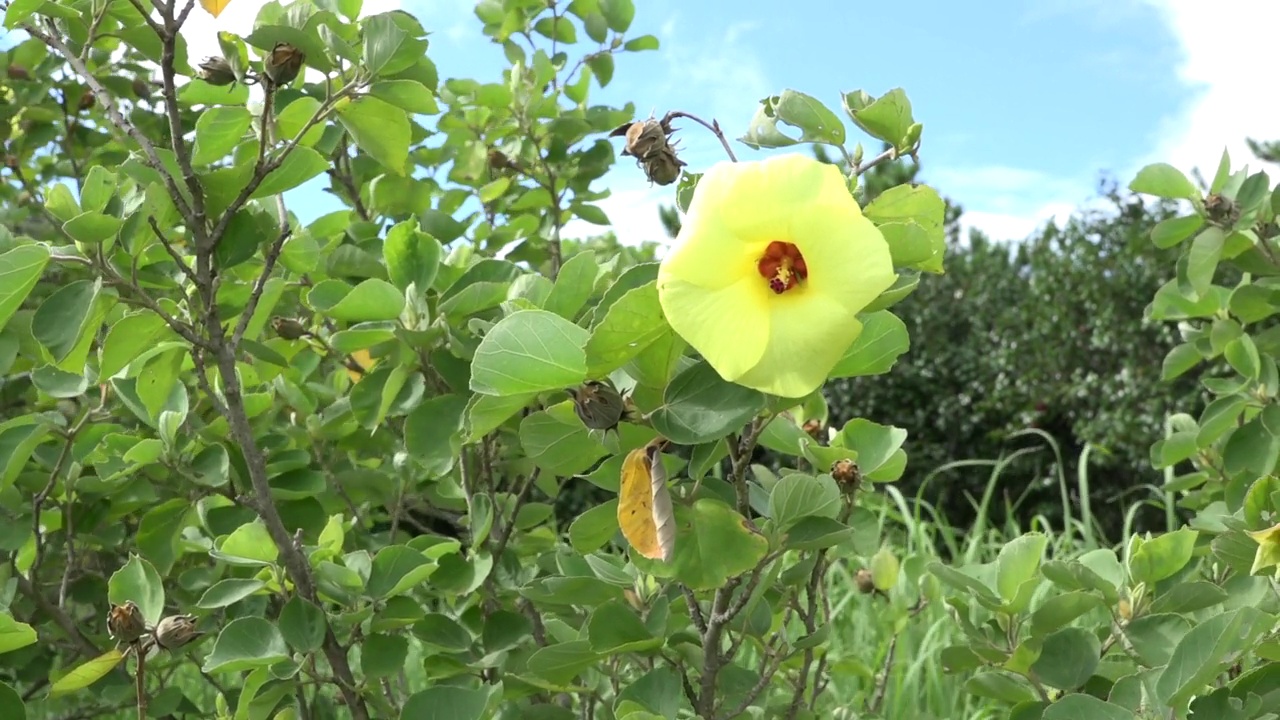 日本鹿儿岛屋久岛的花视频素材