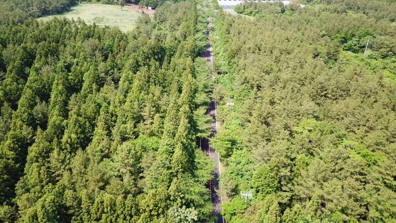 森林，木材- 1100路/西归浦市，济州岛，韩国汽车运动视频素材