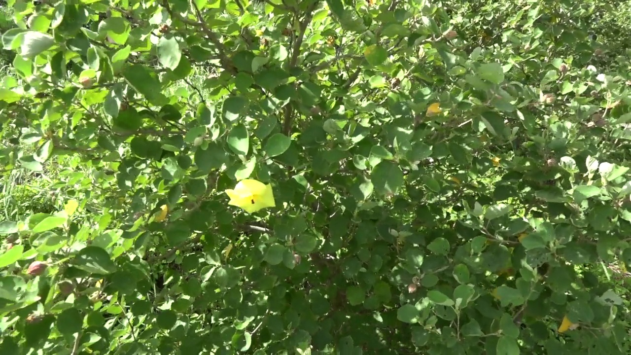 日本鹿儿岛屋久岛的花视频素材