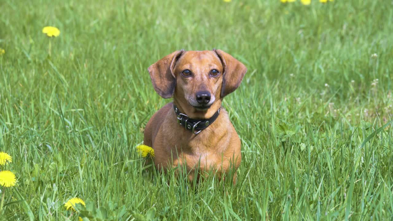 4K -草原上的腊肠犬对着镜头狂吠视频素材