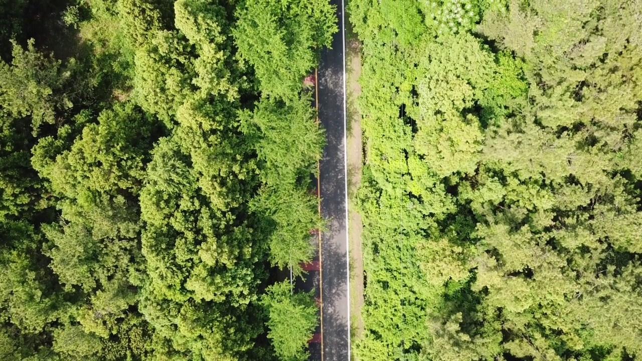 木材，森林- 1100路/西归浦市，济州岛，韩国汽车运动视频素材