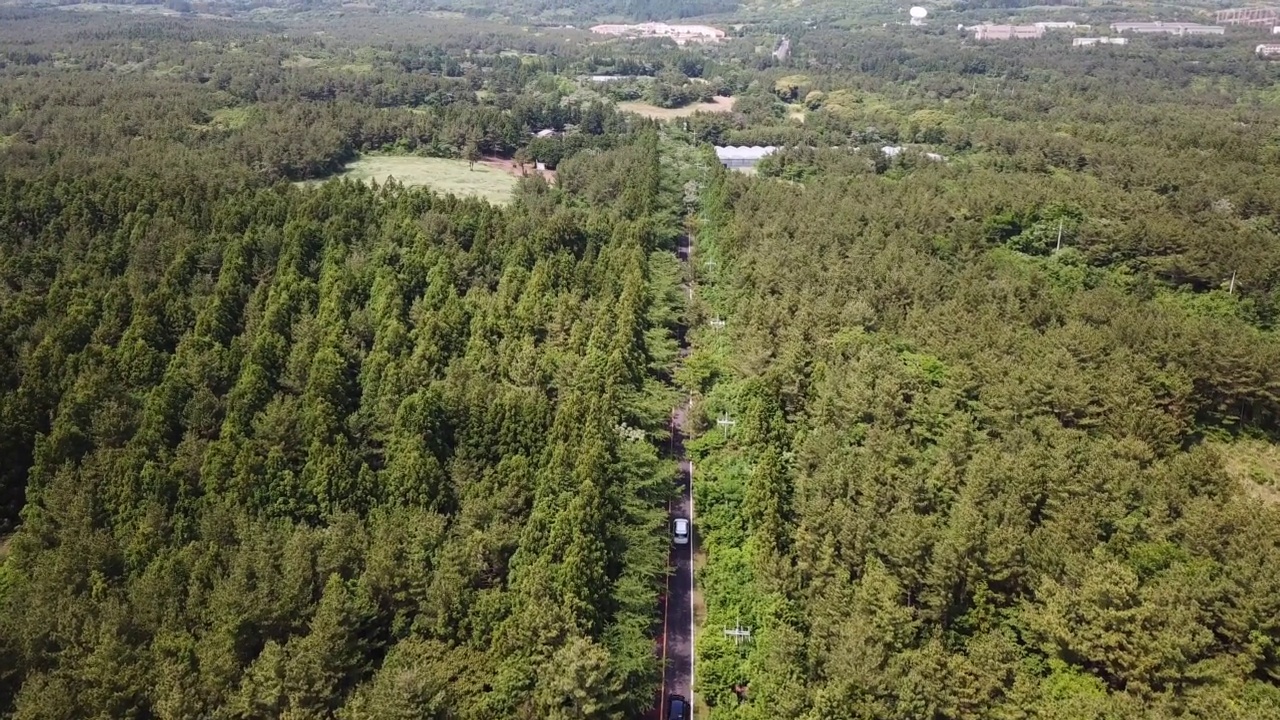 森林，木材- 1100路/西归浦市，济州岛，韩国汽车运动视频素材