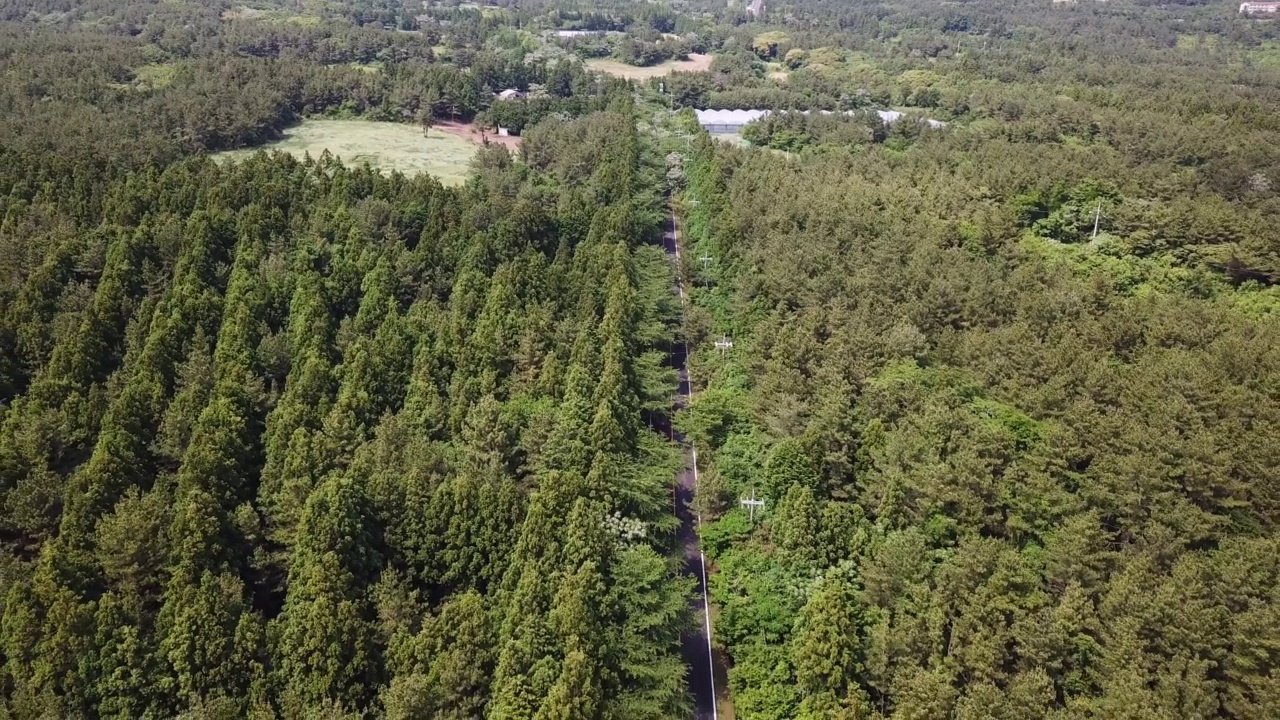 森林，木材- 1100路/西归浦市，济州岛，韩国汽车运动视频素材