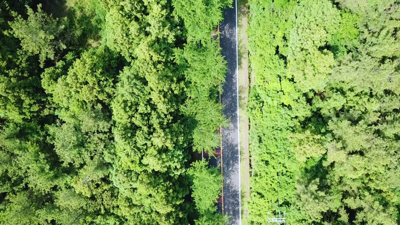 木材，森林- 1100路/西归浦市，济州岛，韩国汽车运动视频素材