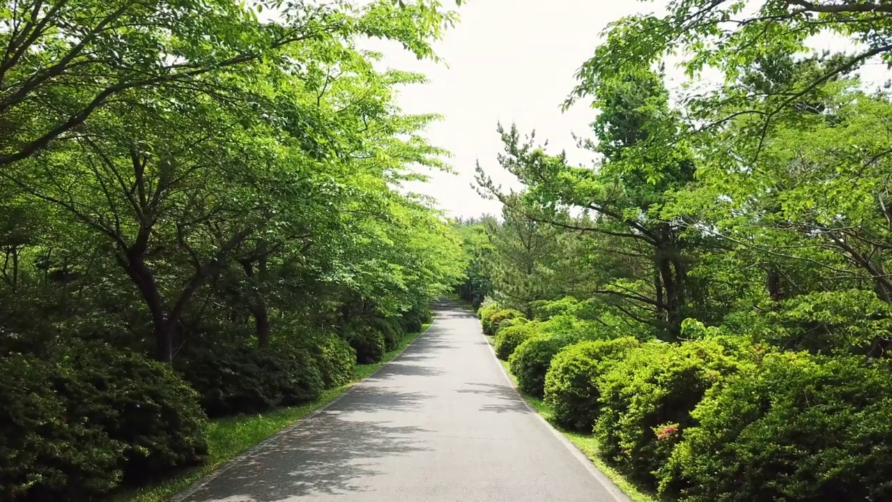 道路、小径、森林和木材的风景/西归浦市，济州岛，韩国视频素材