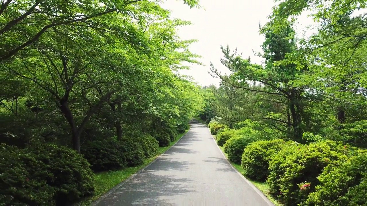 道路、小径、森林和木材的风景/西归浦市，济州岛，韩国视频素材