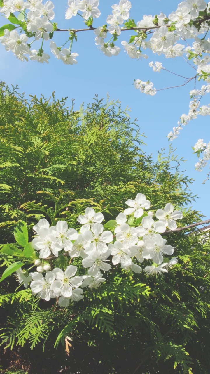 樱花映衬着天空。视频素材