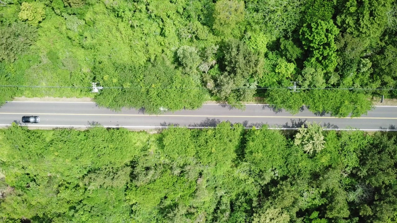 木材，森林- 1100路/西归浦市，济州岛，韩国汽车运动视频素材