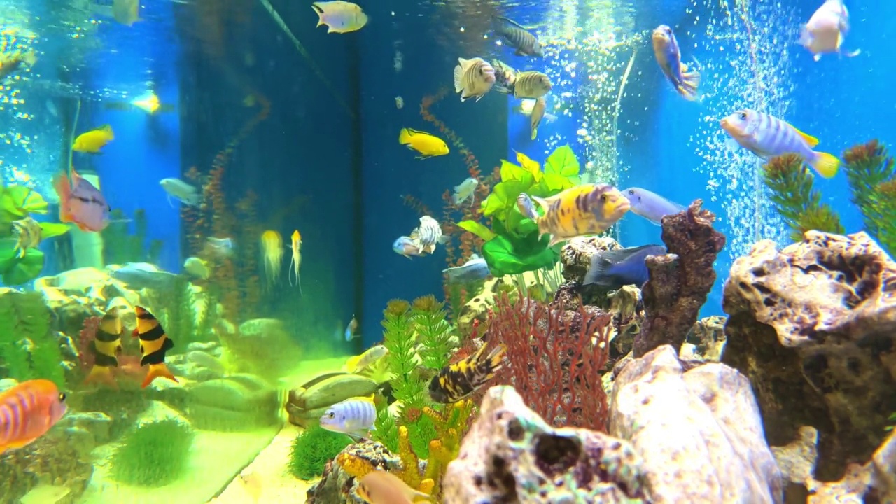 五颜六色的泡泡水族馆，游动的淡水鱼和水生植物视频素材